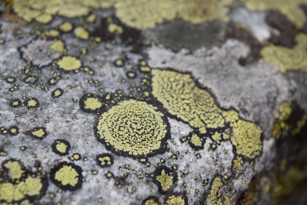 Rhizocarpoon geographicum