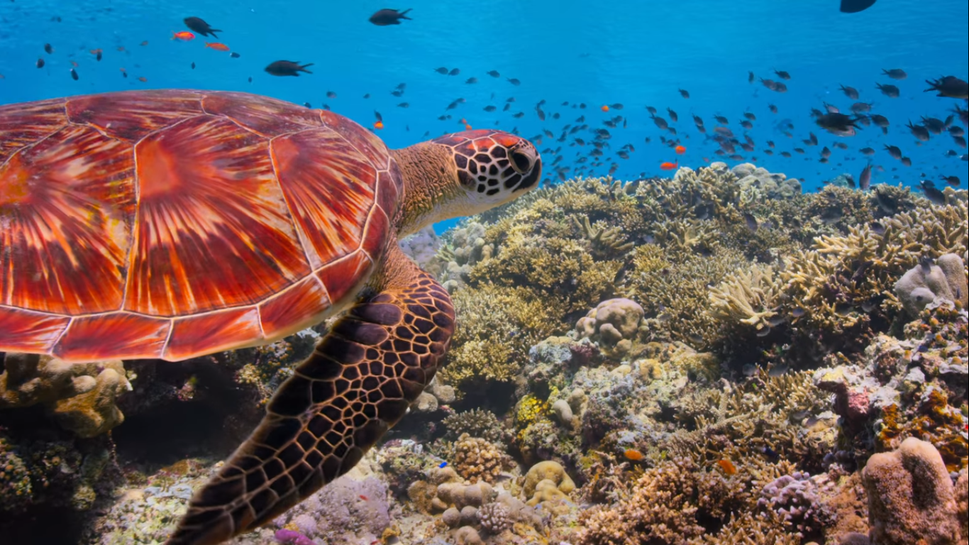 Nasza Planeta Netflix