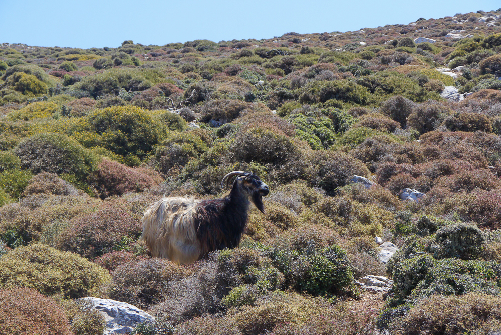 Kozy na Amorgos