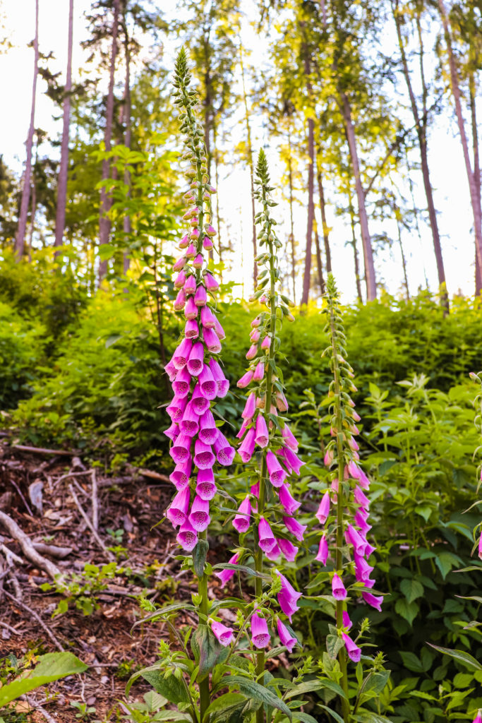 Szlak do Chybotka - naparstnica