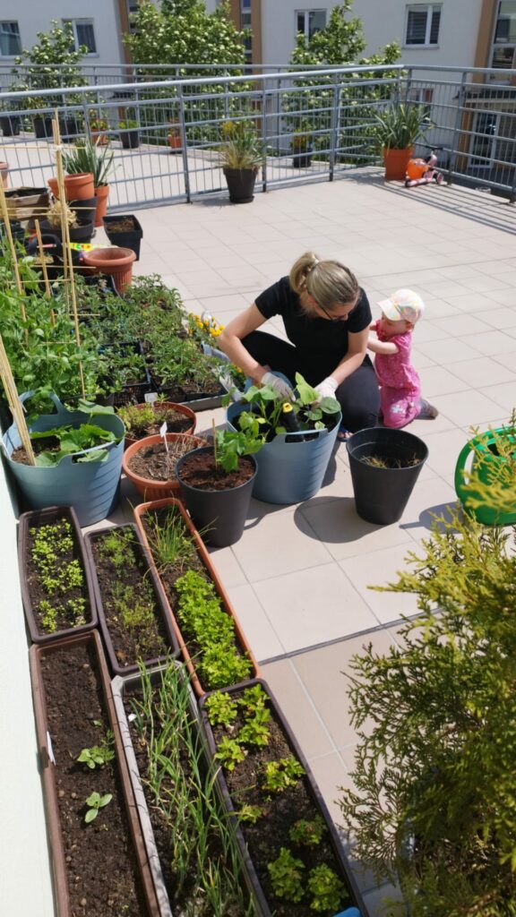 Uprawa pomidorów na tarasie