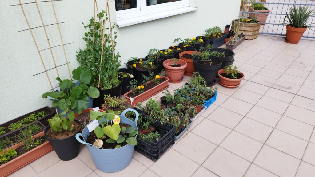 Uprawa warzyw na tarasie