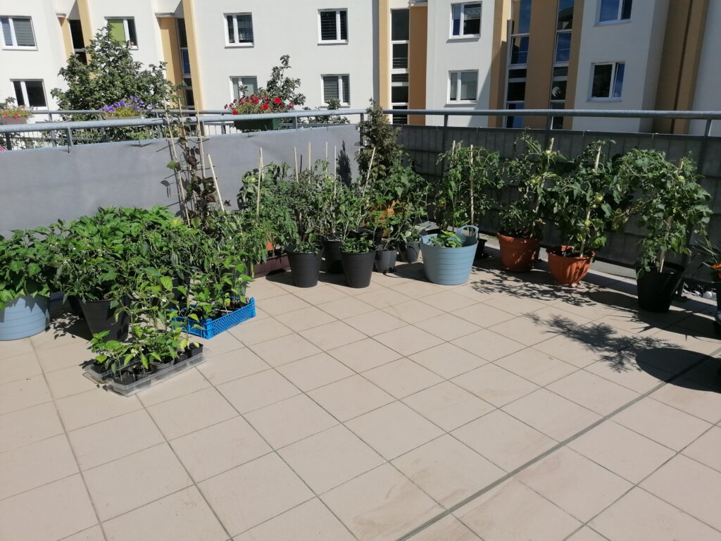 Uprawa warzyw na tarasie