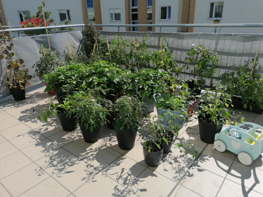 Uprawa warzyw na tarasie