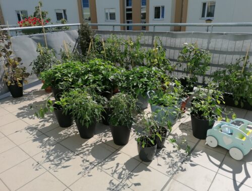 Uprawa warzyw na tarasie