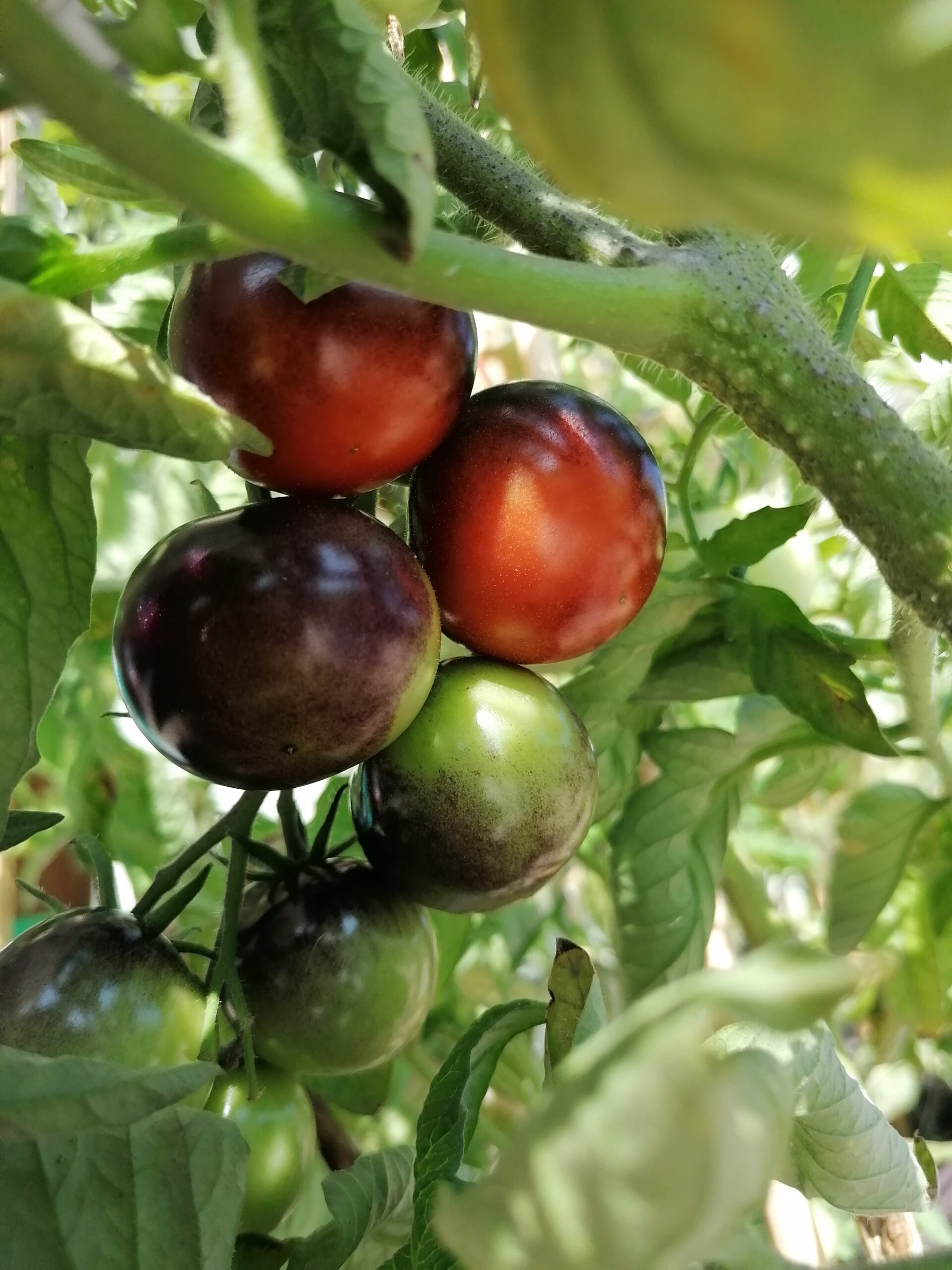 Uprawa pomidorów na tarasie