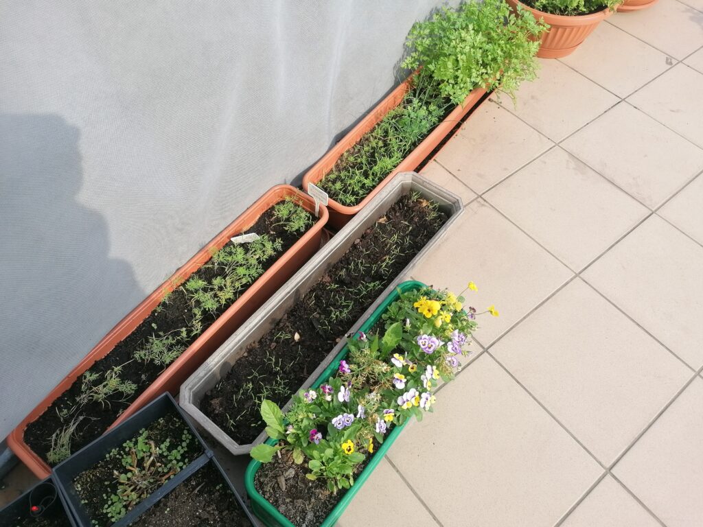 Uprawa warzyw na tarasie